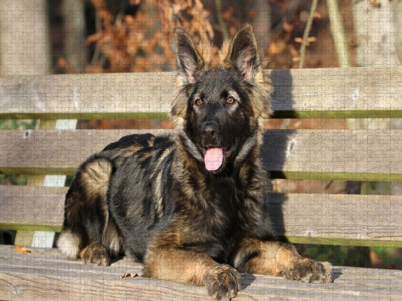 Deutscher Schäferhund - CALVENDO Foto-Puzzle'