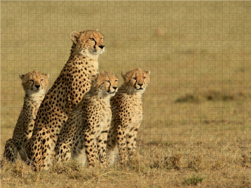 Geparden auf Beutesuche 1000 Teile Puzzle quer - CALVENDO Foto-Puzzle'