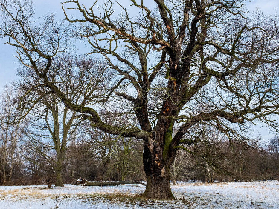 Herrenkrugpark Magdeburg - CALVENDO Foto-Puzzle'