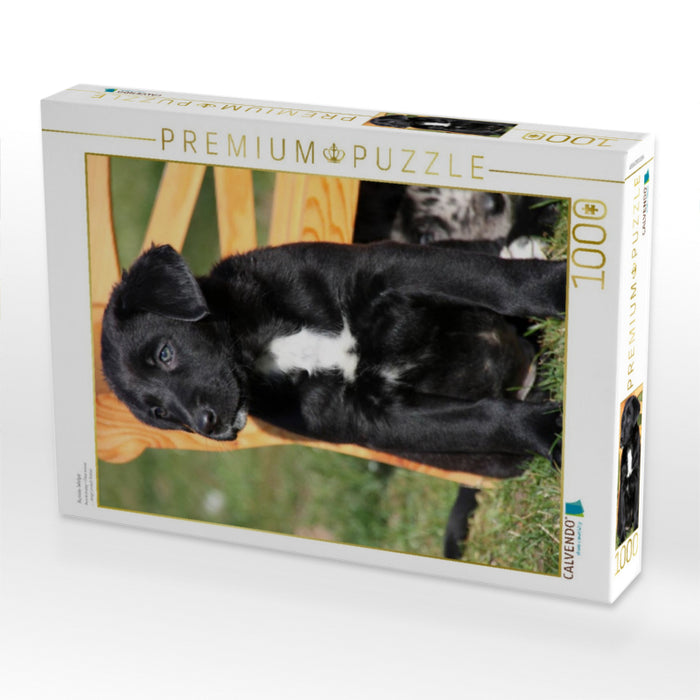Aussie-Welpe - CALVENDO Foto-Puzzle'