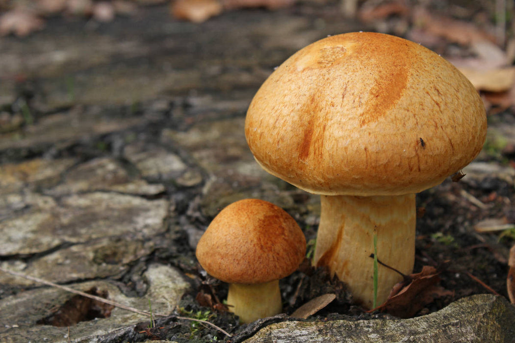 Premium Textil-Leinwand Pilze