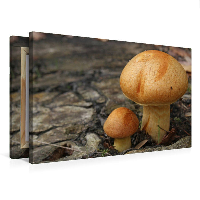 Premium Textil-Leinwand Pilze