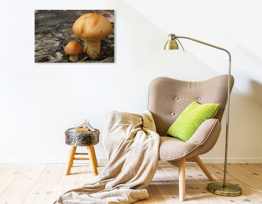 Premium Textil-Leinwand Pilze