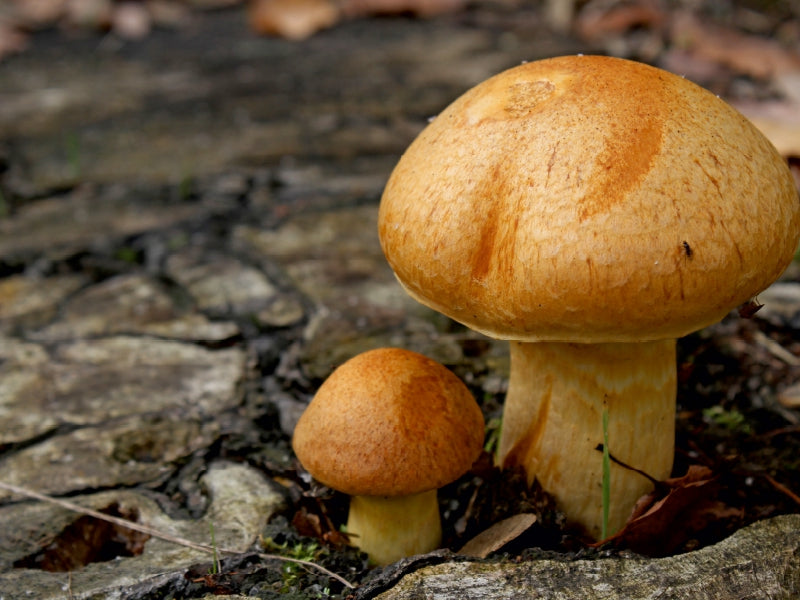 Mushrooms - CALVENDO photo puzzle 