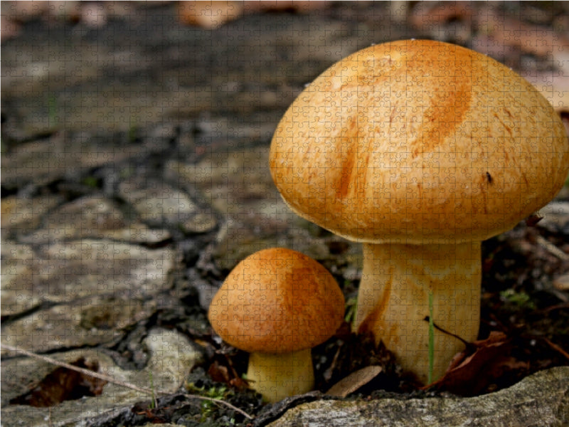 Mushrooms - CALVENDO photo puzzle 