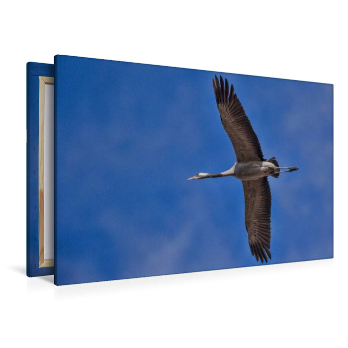 Premium Textil-Leinwand Kranich
