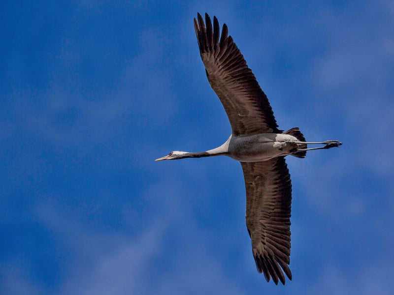 Crane - CALVENDO photo puzzle 
