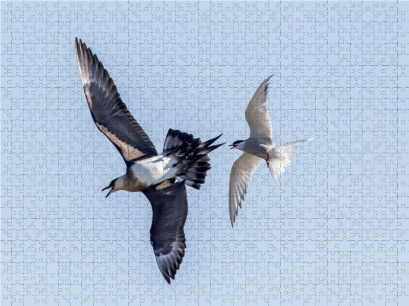 Seeschwalbe und Raubmöwe 1000 Teile Puzzle quer - CALVENDO Foto-Puzzle'