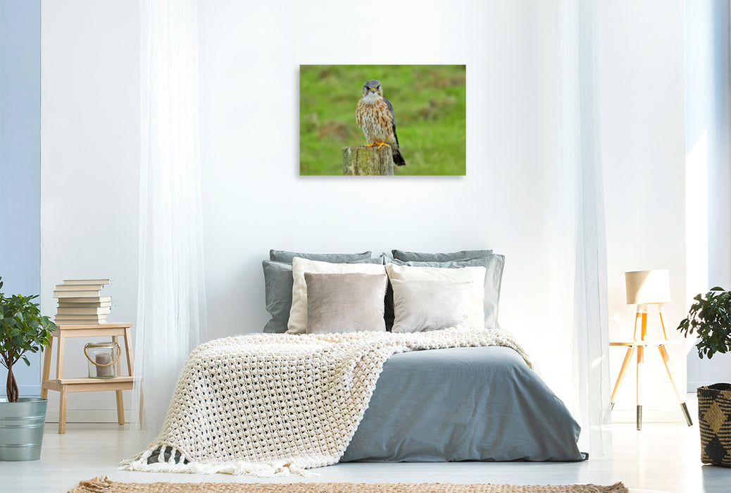 Toile textile premium Toile textile premium 120 cm x 80 cm paysage Merlin mâle (Falco columbarius). 
