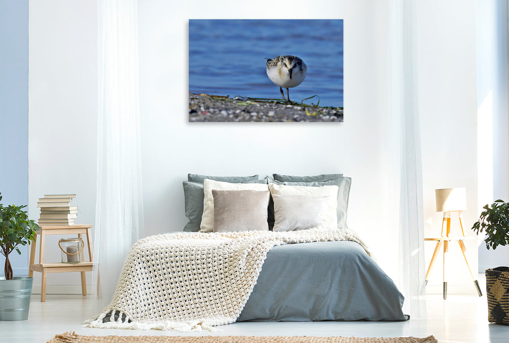 Toile textile haut de gamme Toile textile haut de gamme 120 cm x 80 cm paysage Sanderling (Calidris alba) sur la plage de la mer Baltique. 