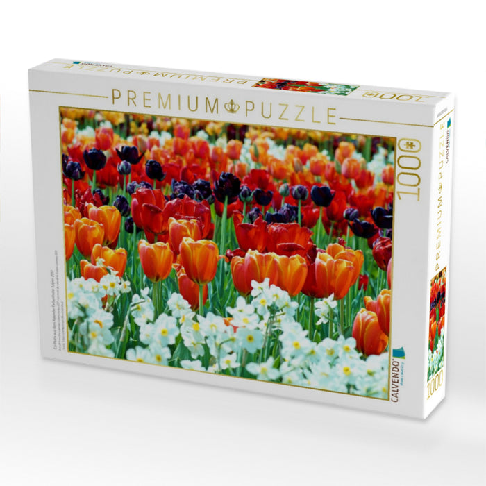 Ein Motiv aus dem Kalender Farbenfrohe Tulpen 2017 - CALVENDO Foto-Puzzle'