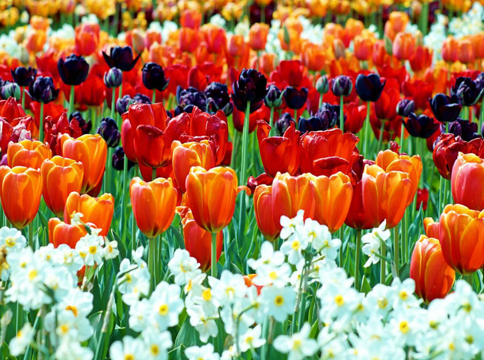 Ein Motiv aus dem Kalender Farbenfrohe Tulpen 2017 - CALVENDO Foto-Puzzle'