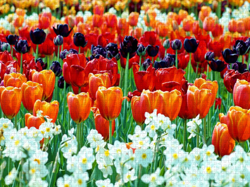 Ein Motiv aus dem Kalender Farbenfrohe Tulpen 2017 - CALVENDO Foto-Puzzle'