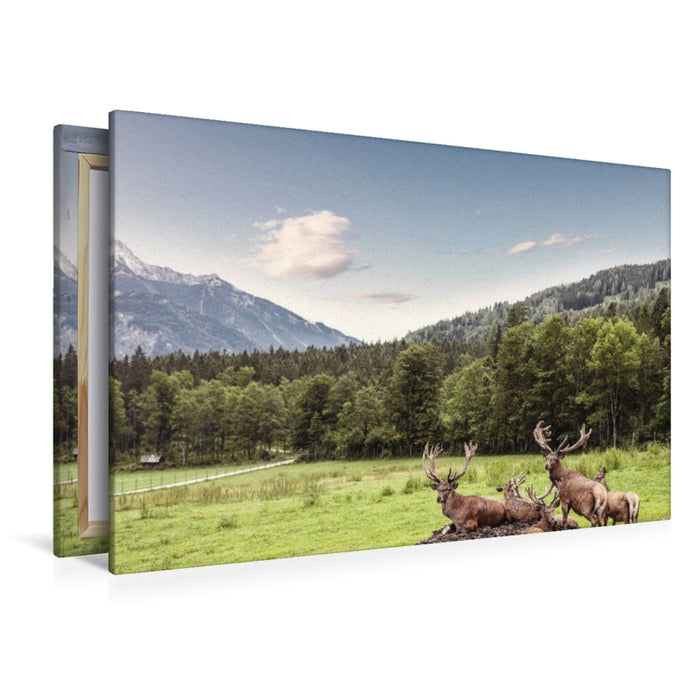 Premium Textil-Leinwand Eine Herde Rotwild weiden in der schönen Natur in den Bergen von Hinterstoder