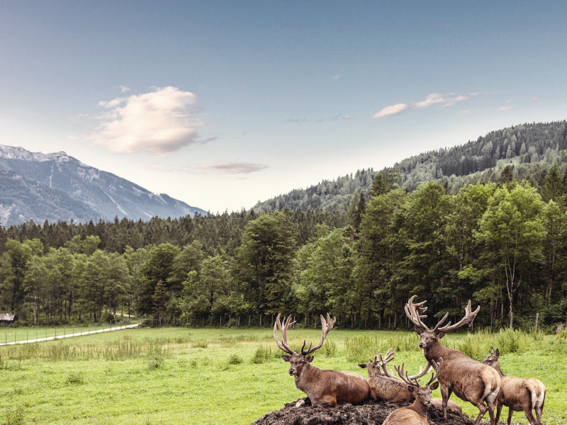 Eine Herde Rotwild weiden in der schönen Natur in den Bergen von Hinterstoder 1000 Teile Puzzle quer - CALVENDO Foto-Puzzle'