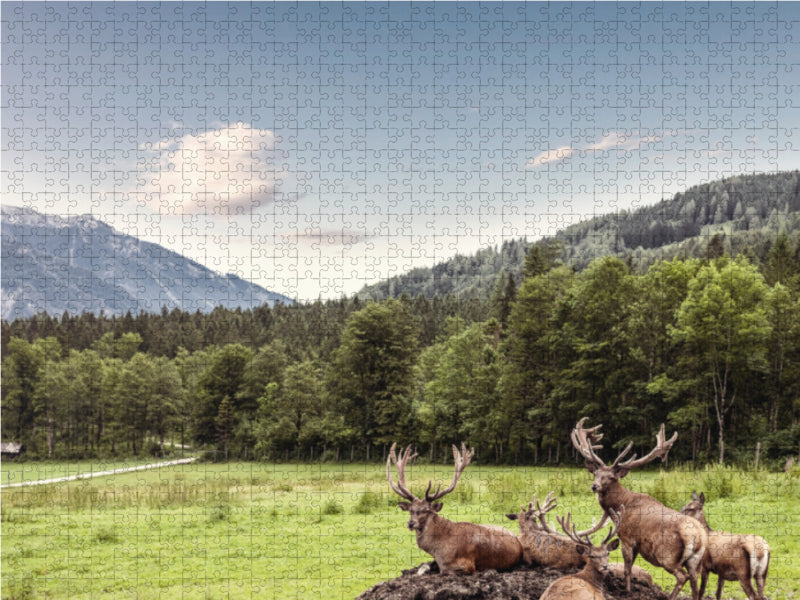 Eine Herde Rotwild weiden in der schönen Natur in den Bergen von Hinterstoder 1000 Teile Puzzle quer - CALVENDO Foto-Puzzle'