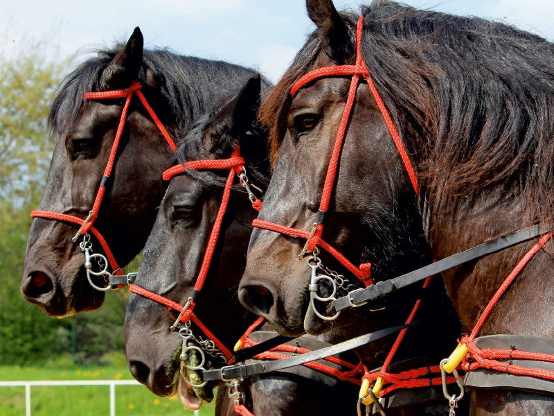 Percherons der Bergquell Brauerei Löbau 1000 Teile Puzzle quer - CALVENDO Foto-Puzzle'