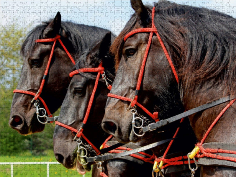 Percherons der Bergquell Brauerei Löbau 1000 Teile Puzzle quer - CALVENDO Foto-Puzzle'