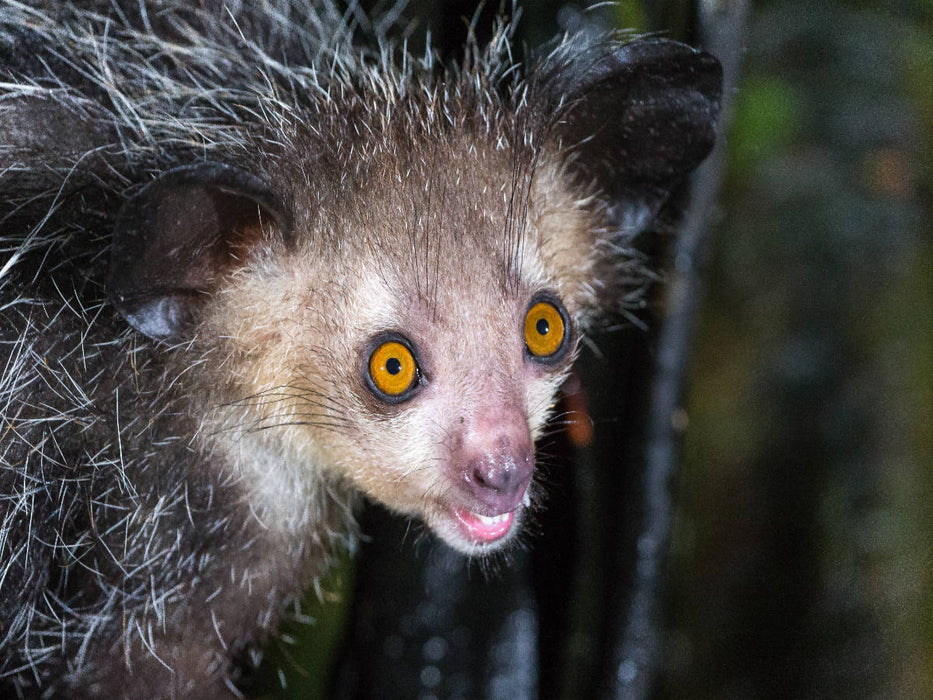 Fingertier (Aye-Aye) - CALVENDO Foto-Puzzle'