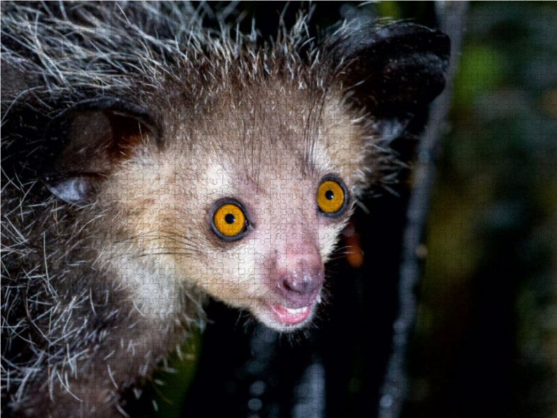 Animal doigt (Aye-Aye) - Puzzle photo CALVENDO 