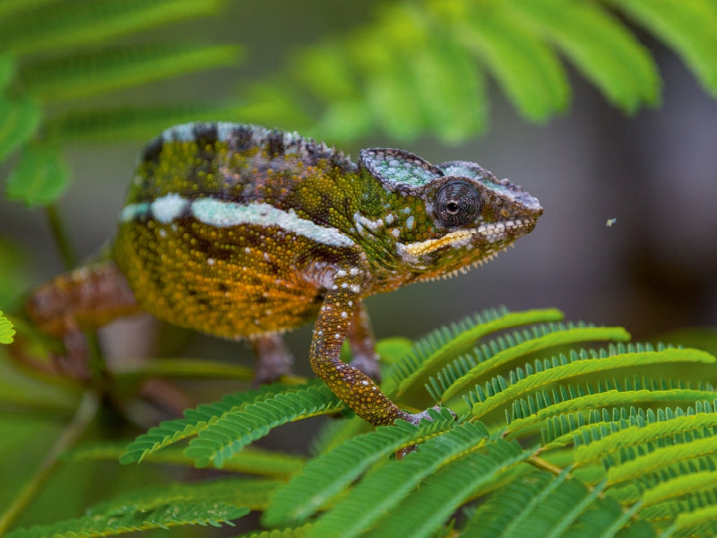 Panther chameleon - CALVENDO photo puzzle 