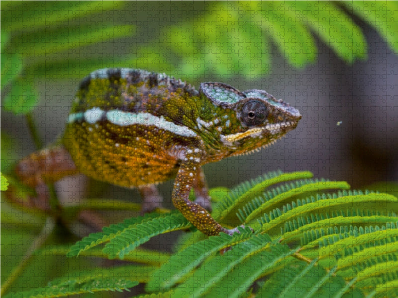 Panther chameleon - CALVENDO photo puzzle 