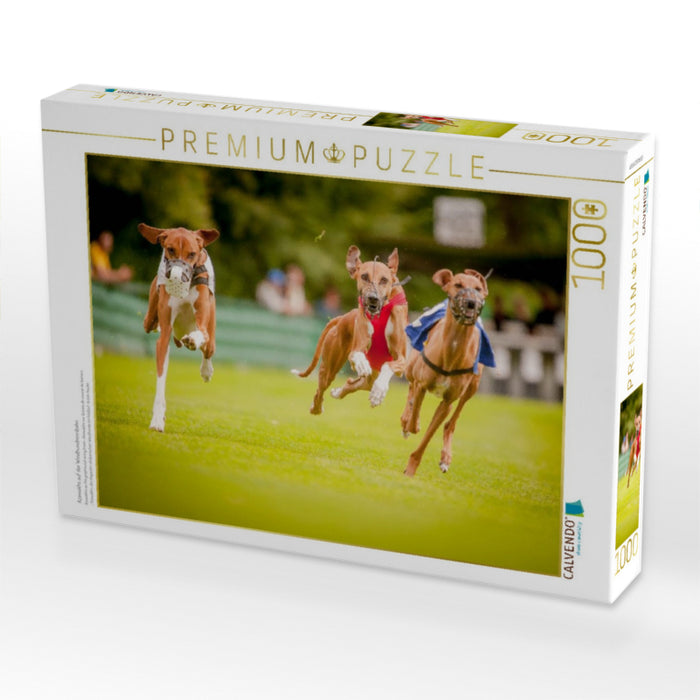 Azawakhs auf der Windhundrennbahn - CALVENDO Foto-Puzzle'