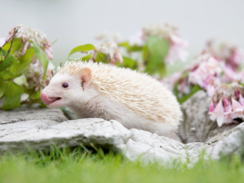 Afrikanischer Weißbauchigel - Insekten schmecken lecker 1000 Teile Puzzle quer - CALVENDO Foto-Puzzle'