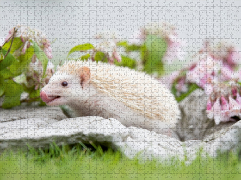 Afrikanischer Weißbauchigel - Insekten schmecken lecker 1000 Teile Puzzle quer - CALVENDO Foto-Puzzle'