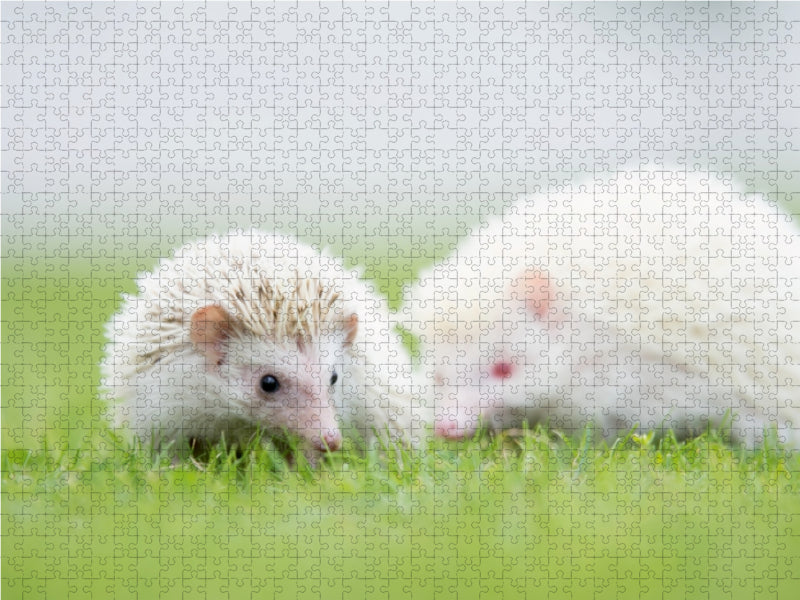 Afrikanischer Weißbauchigel - nicht immer nur ein Einzelgänger 1000 Teile Puzzle quer - CALVENDO Foto-Puzzle'