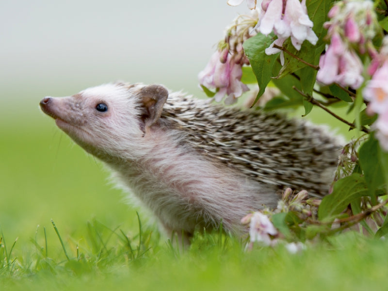African white-bellied hedgehog - CALVENDO photo puzzle 