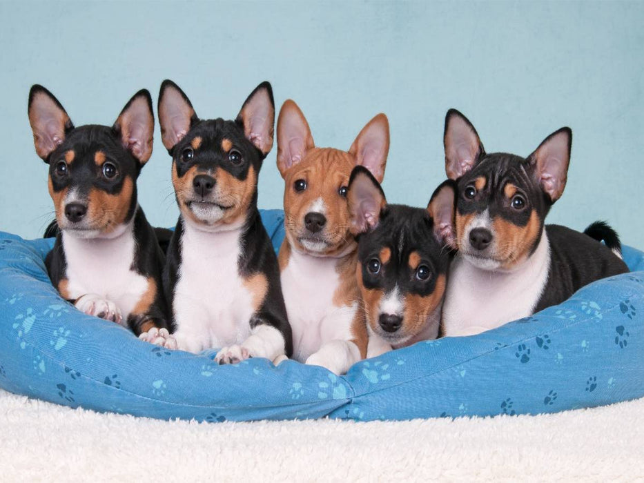 Ein Motiv aus dem Kalender Bezaubernde Basenji-Welpen - CALVENDO Foto-Puzzle'