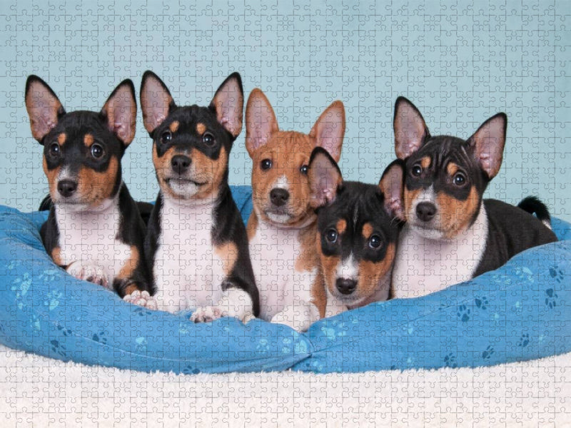 Ein Motiv aus dem Kalender Bezaubernde Basenji-Welpen - CALVENDO Foto-Puzzle'