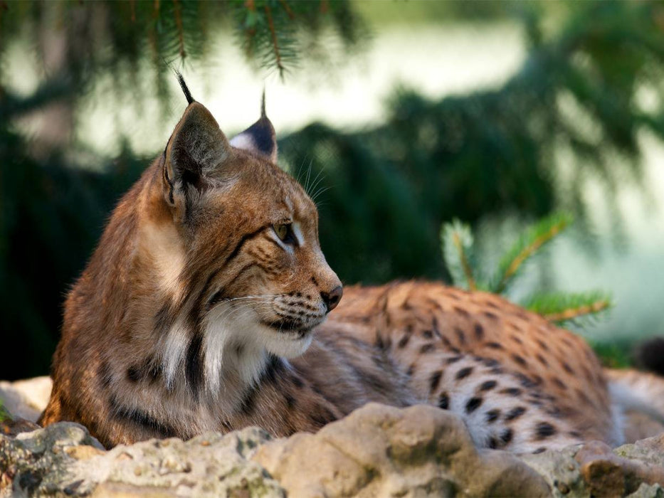 Relax - CALVENDO Foto-Puzzle'