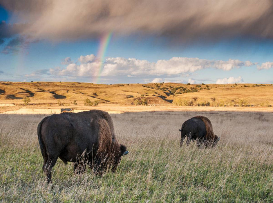 Roaming Free - CALVENDO Foto-Puzzle'