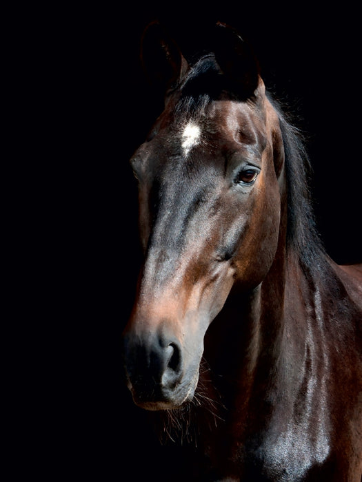 Trakehner - CALVENDO photo puzzle 