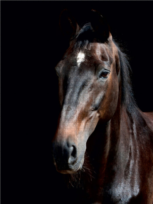 Trakehner - CALVENDO photo puzzle 