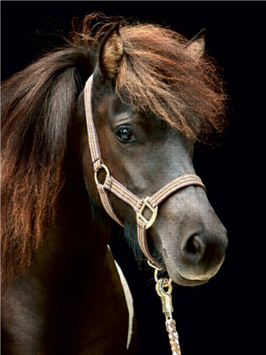Isländer 1000 Teile Puzzle hoch - CALVENDO Foto-Puzzle'