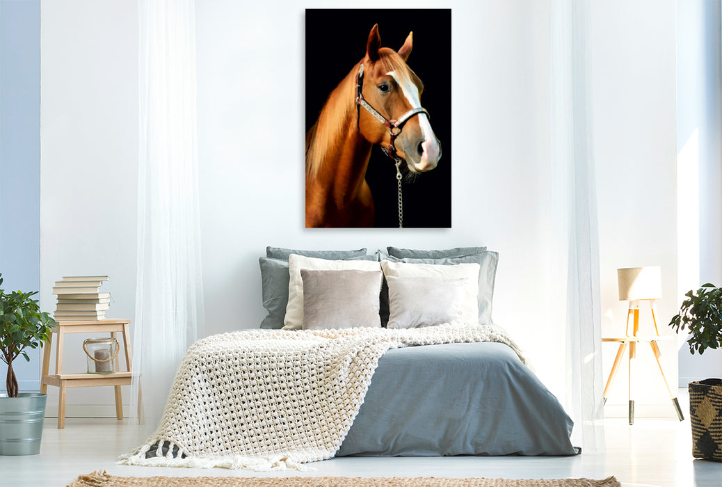 Premium Textil-Leinwand Premium Textil-Leinwand 80 cm x 120 cm  hoch American Quarter Horse