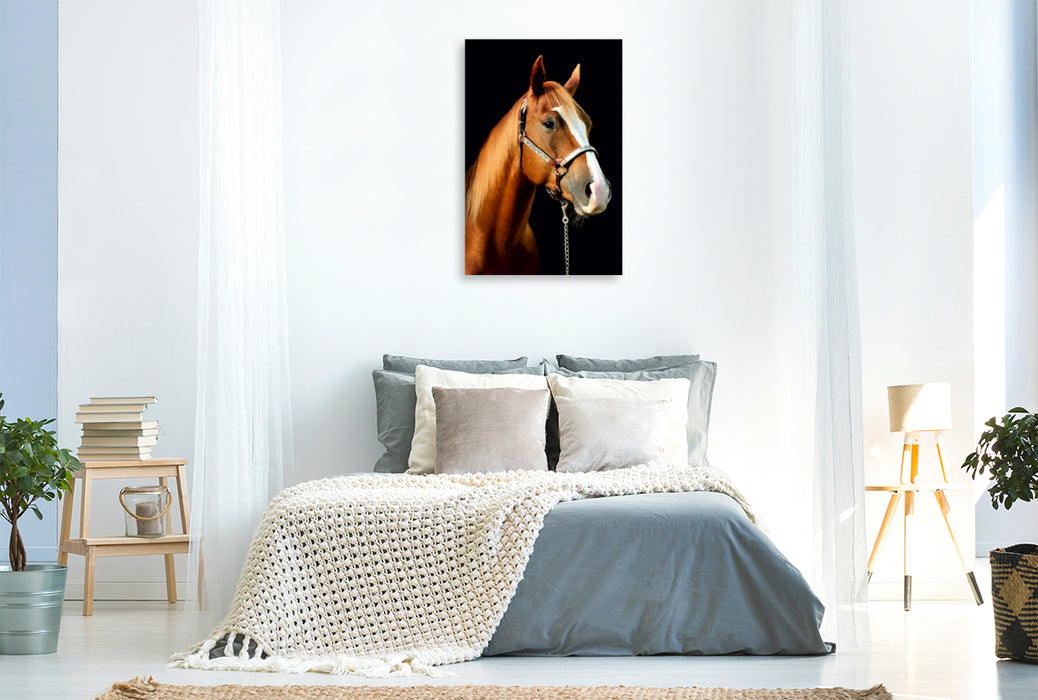 Premium Textil-Leinwand Premium Textil-Leinwand 80 cm x 120 cm  hoch American Quarter Horse