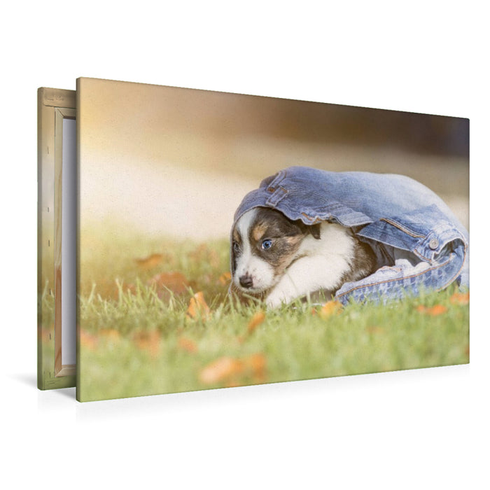 Premium Textil-Leinwand Border Collie Welpe mit Jeans
