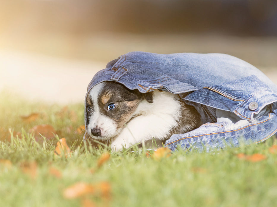 Border Collie Welpe mit Jeans 1000 Teile Puzzle quer - CALVENDO Foto-Puzzle'