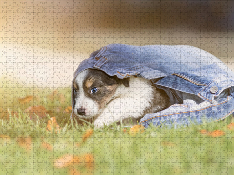 Border Collie Welpe mit Jeans 1000 Teile Puzzle quer - CALVENDO Foto-Puzzle'
