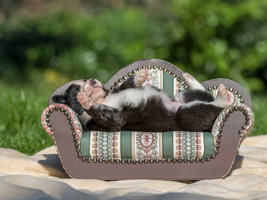 Border Collie Welpe liegt auf kleinem Sofa 1000 Teile Puzzle quer - CALVENDO Foto-Puzzle'