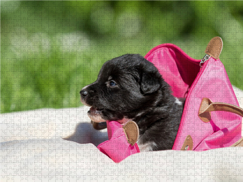 Border Collie Welpe in Handtasche 1000 Teile Puzzle quer - CALVENDO Foto-Puzzle'