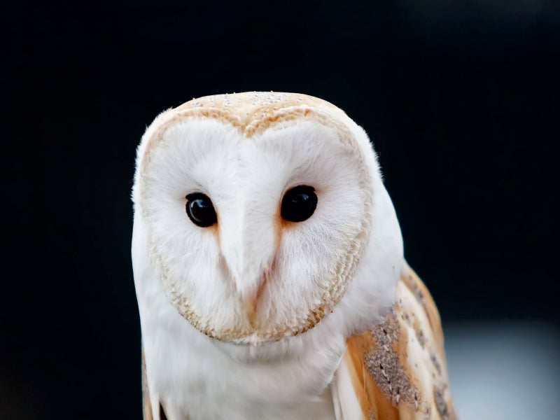 Barn owl - CALVENDO photo puzzle 