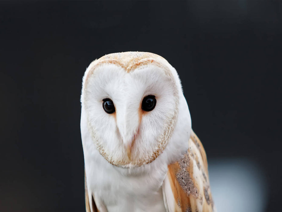 Barn owl - CALVENDO photo puzzle 
