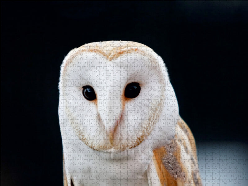 Barn owl - CALVENDO photo puzzle 