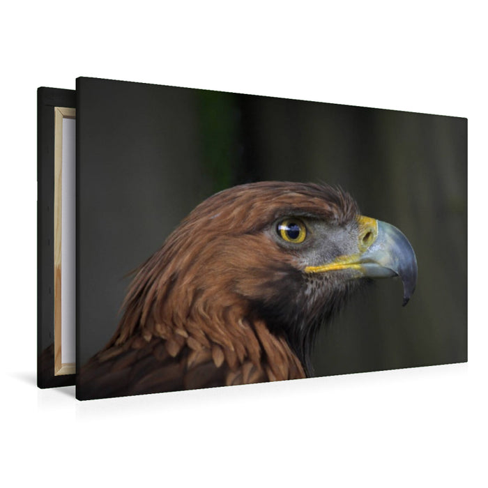 Premium Textil-Leinwand Steinadler