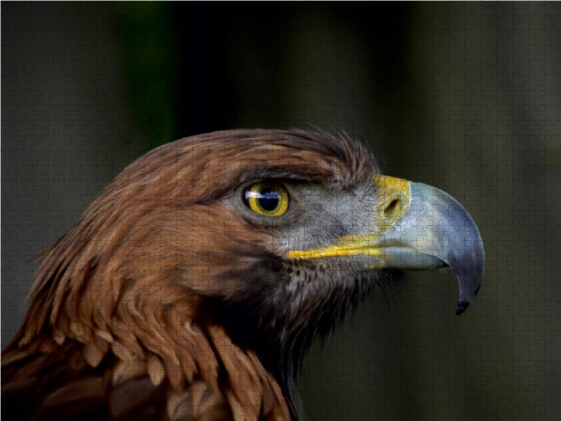 Golden Eagle - CALVENDO photo puzzle 